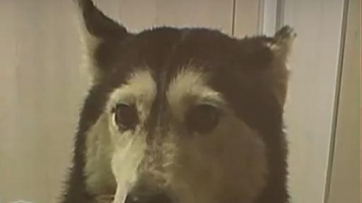 Гаранция от 5000 лв. за мъжа, прегазил куче в София