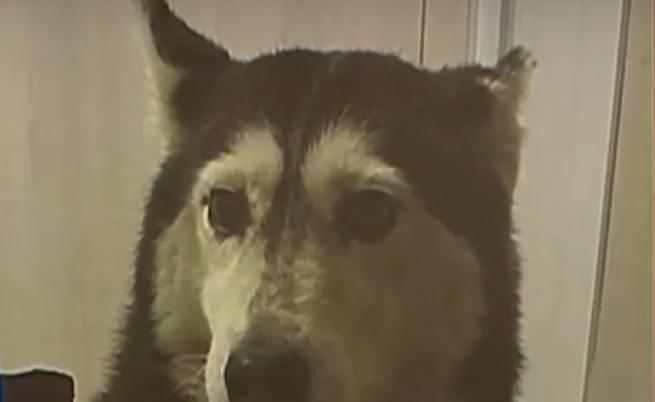 Гаранция от 5000 лв. за мъжа, прегазил куче в София