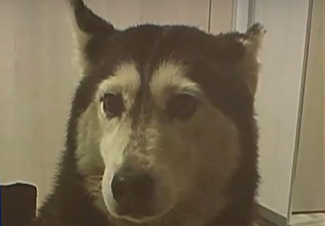 Обвиниха лекаря, прегазил куче в София