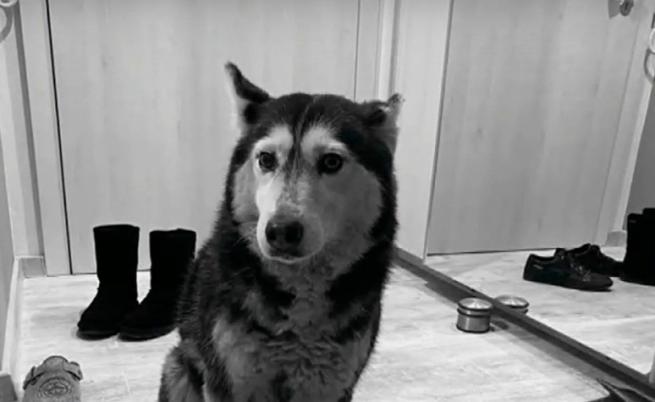 ВМА отстранява от работа лекаря, прегазил куче в София