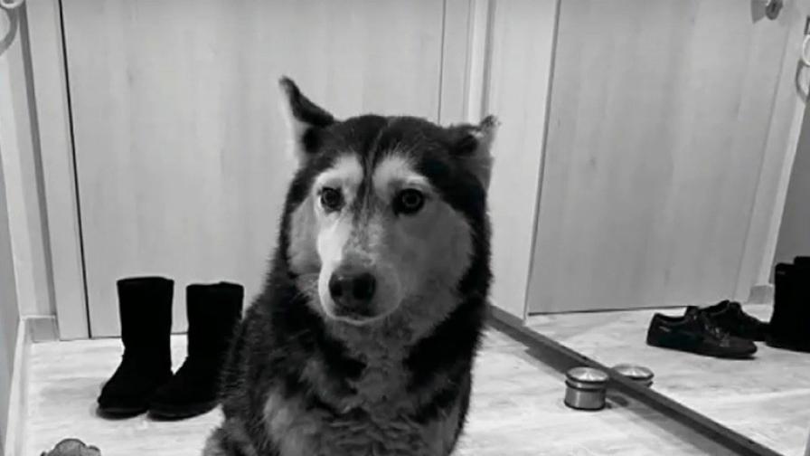 ВМА отстранява от работа лекаря, прегазил куче в София