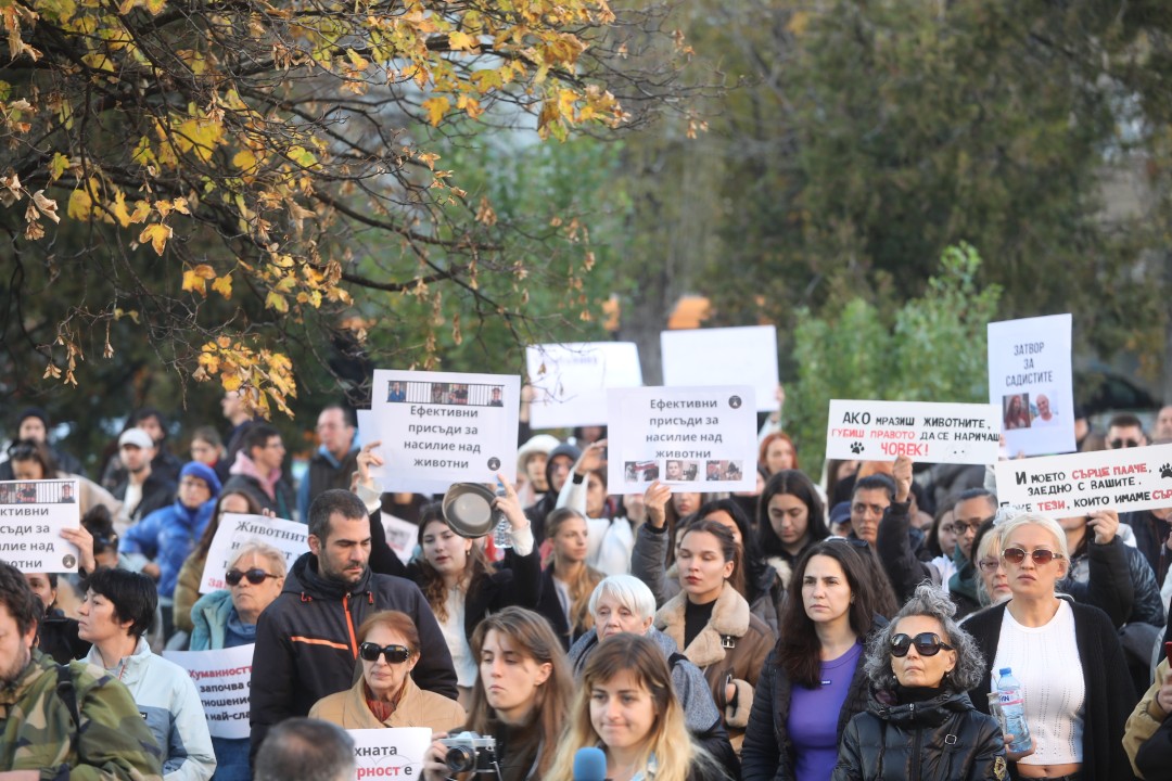 <p>Протест срещу насилието над животни се проведе пред ВМА. Протестът е организиран от &quot;Приятели на Мечо&quot; и &quot;Невидими животни&quot;. Повод за недоволството е прегазването на кучето Мая в София. Протестиращите искат &quot;Справедливост за Мая&quot;. Протестиращите настояват ВМА да уволни доктор Ненад Цоневски, който беше заснет да минава с автомобил през кучето пред гараж в квартал &quot;Разсадника&quot;.</p>