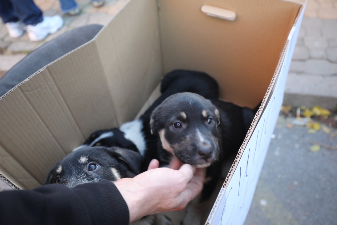 <p>Протест срещу насилието над животни се проведе пред ВМА. Протестът е организиран от &quot;Приятели на Мечо&quot; и &quot;Невидими животни&quot;. Повод за недоволството е прегазването на кучето Мая в София. Протестиращите искат &quot;Справедливост за Мая&quot;. Протестиращите настояват ВМА да уволни доктор Ненад Цоневски, който беше заснет да минава с автомобил през кучето пред гараж в квартал &quot;Разсадника&quot;.</p>