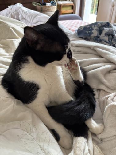 Отмъщението на Гершуин