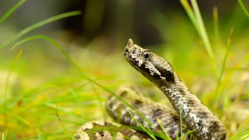 Мъж гледал 200 пепелянки във Велико Търново, разследват го