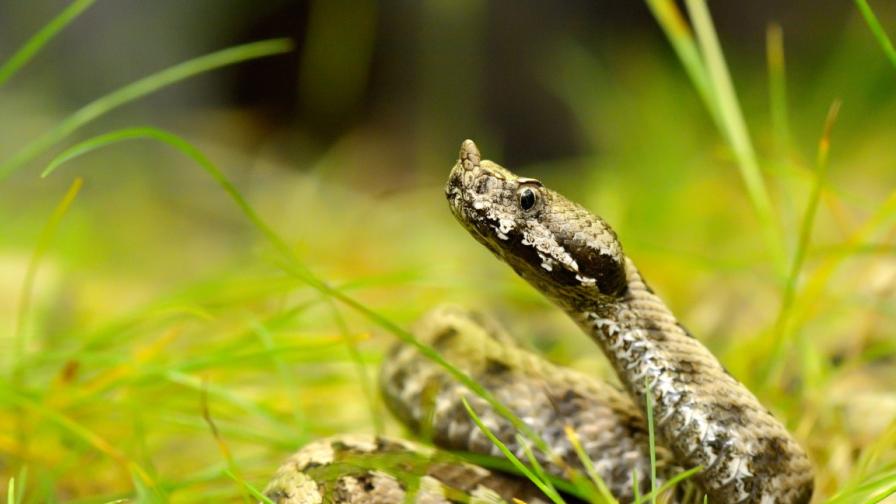 Moški v Velikem Trnovu gojil 200 gadov, sledi preiskava