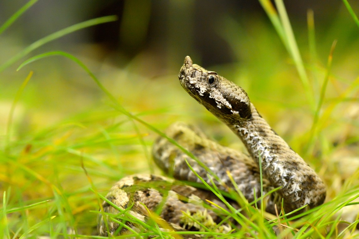 Мъж гледал 200 пепелянки във Велико Търново, разследват го
