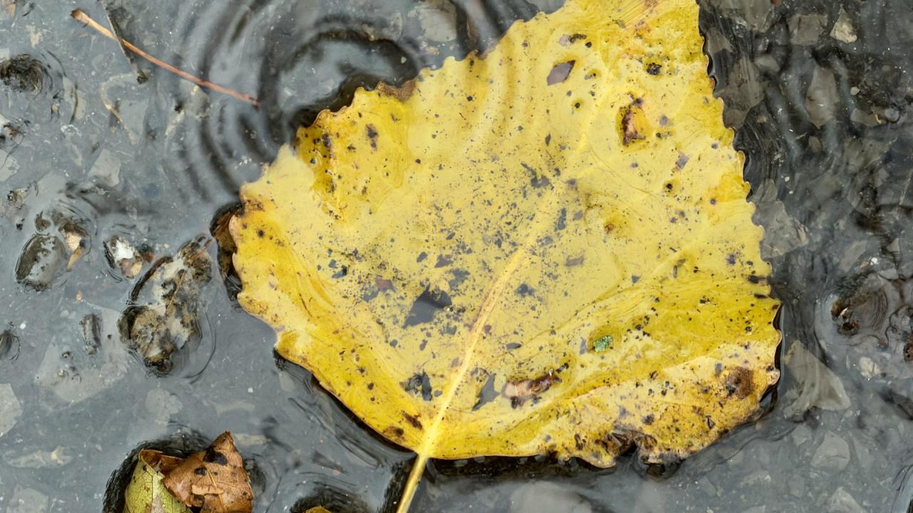 Времето с Ники Василковски