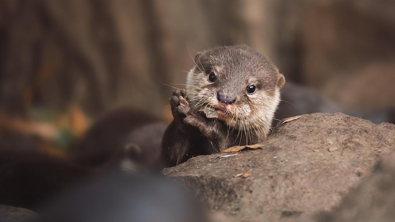 Евразийска речна видра
