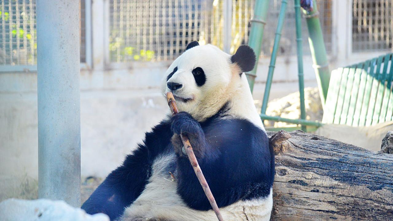 Гигантска панда в Китай