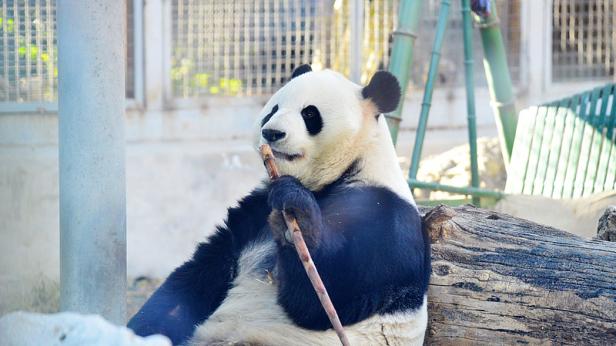 Двойно повече гигантски панди в Китай