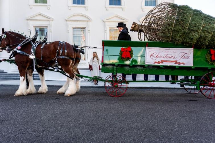 Мелания Тръмп посрещна коледното дърво на Белия дом
