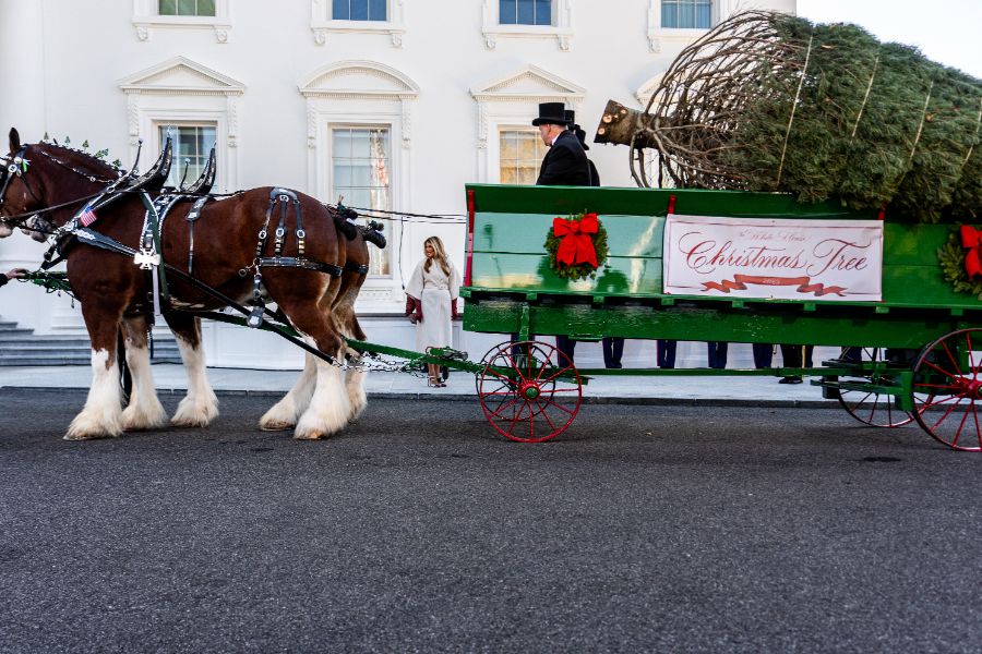 <p>Мелания Тръмп посрещна коледното дърво на Белия дом</p>