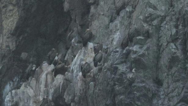 Лешоядите в Кресненското дефиле се увеличават