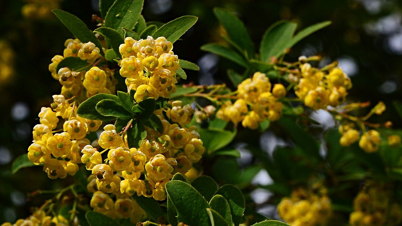 <p><strong>Берберин</strong></p>

<p>Малко познато вещество, откривано в различни растения, берберинът може да бъде най-близкото до &bdquo;натурален Ozempic&ldquo;. Преглед от 2022 г. на 18 проучвания установява, че хранителна добавка с берберин намалява телесното тегло, BMI, кръвната захар на гладно и LDL (&bdquo;лошия&ldquo;) холестерол.</p>