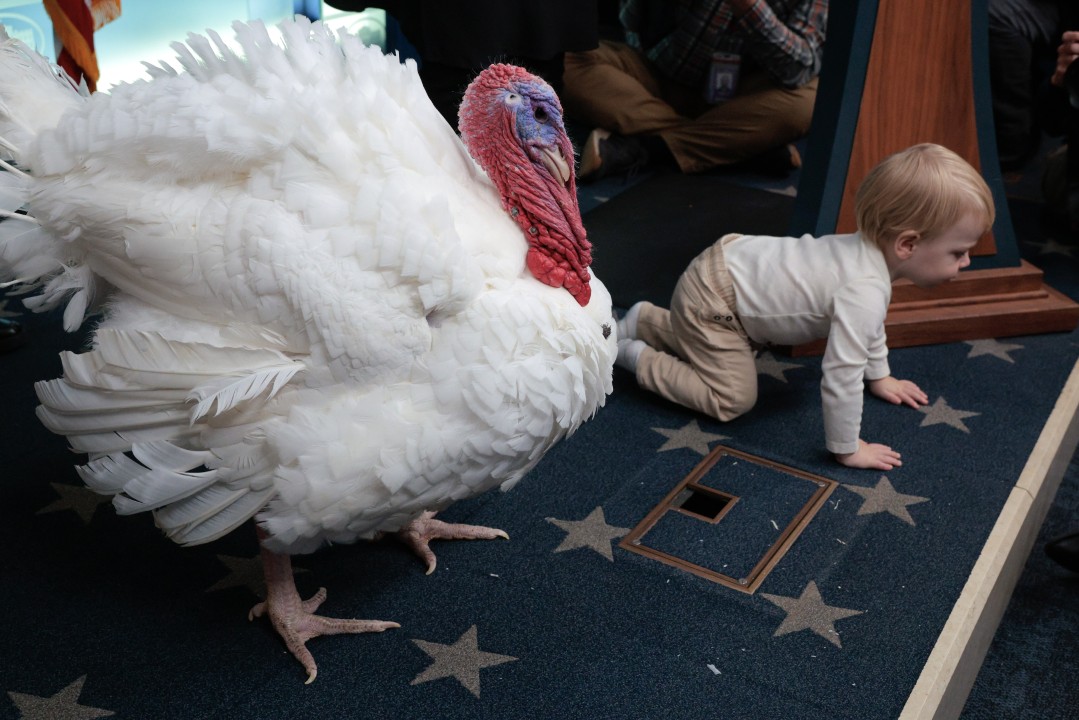 <p>Първата дама се появи облечена изцяло в кафяво за ежегодната церемония по помилването на пуйката в Белия дом. Тя съчета кафяв плетен пуловер с висока яка с туидна пола тип молив от Ralph Lauren и лъскава бомбър яка от датската дизайнерка Anine Bing, базирана в Лос Анджелис.</p>