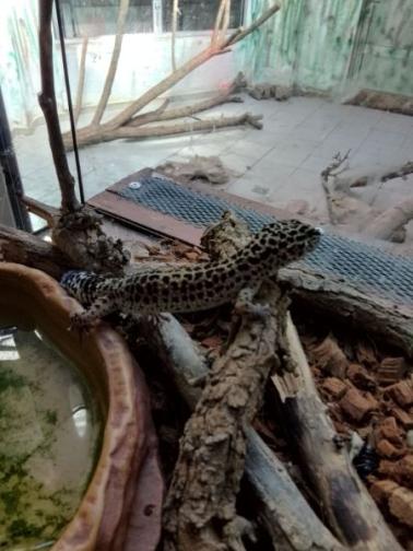 100 гекона и 243 тарантули получиха дом