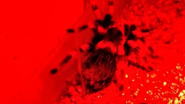 Тарантули и гекони - жертви на контрабанда