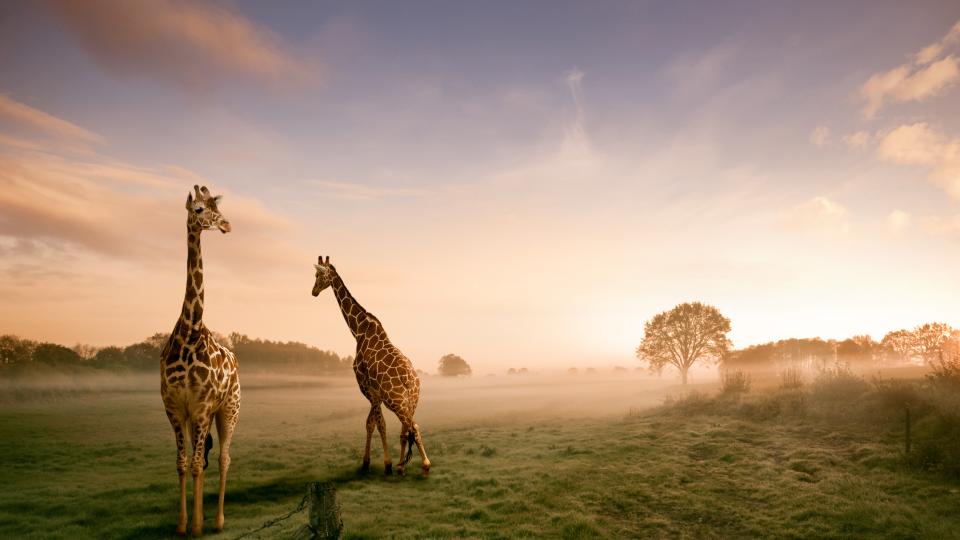 25 важни, интересни и вдъхновяващи филма и сериала за природата