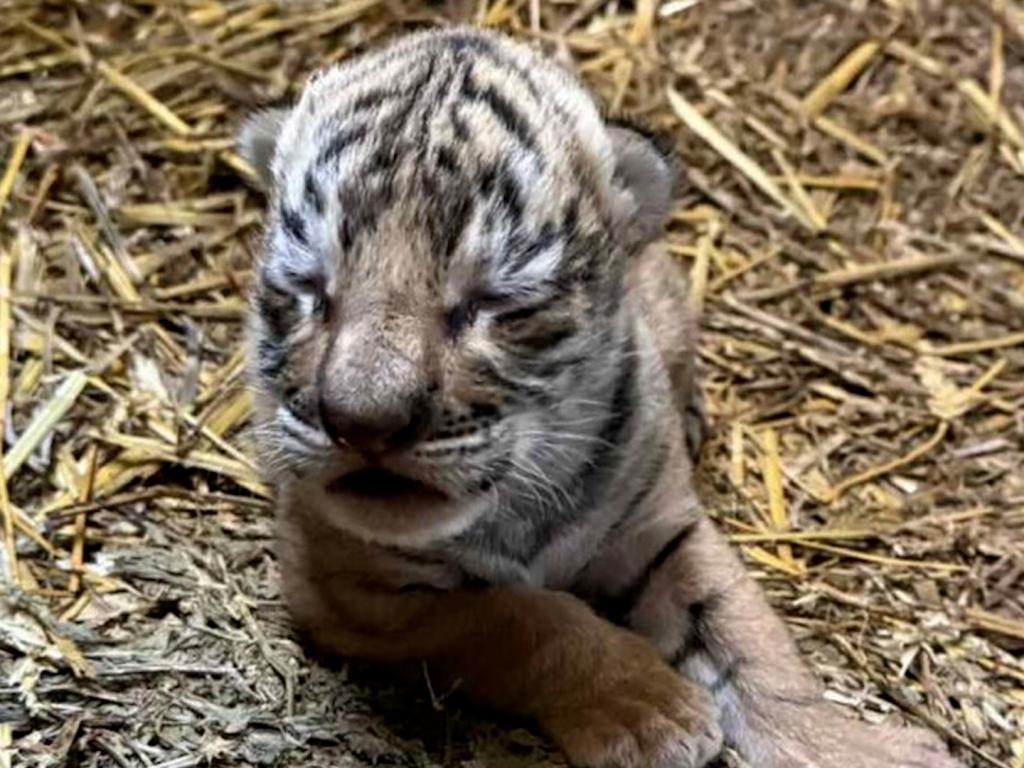 Бенгалско тигърче в Старозагорския зоопарк