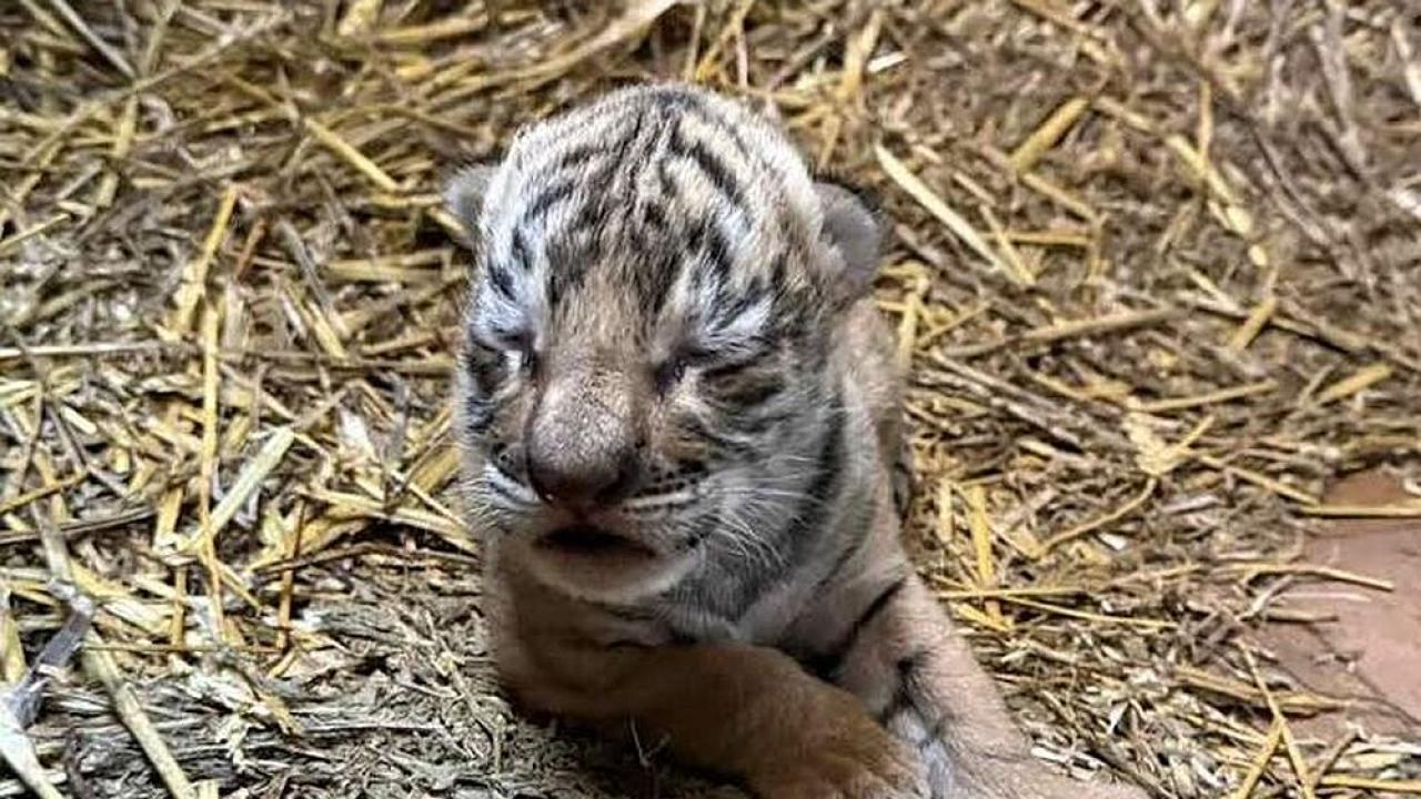 Новородено бенгалско тигърче