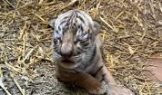 Новородено бенгалско тигърче