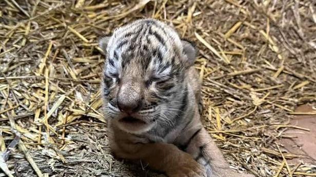 Показаха пред публика бенгалското тигърче в Стара Загора