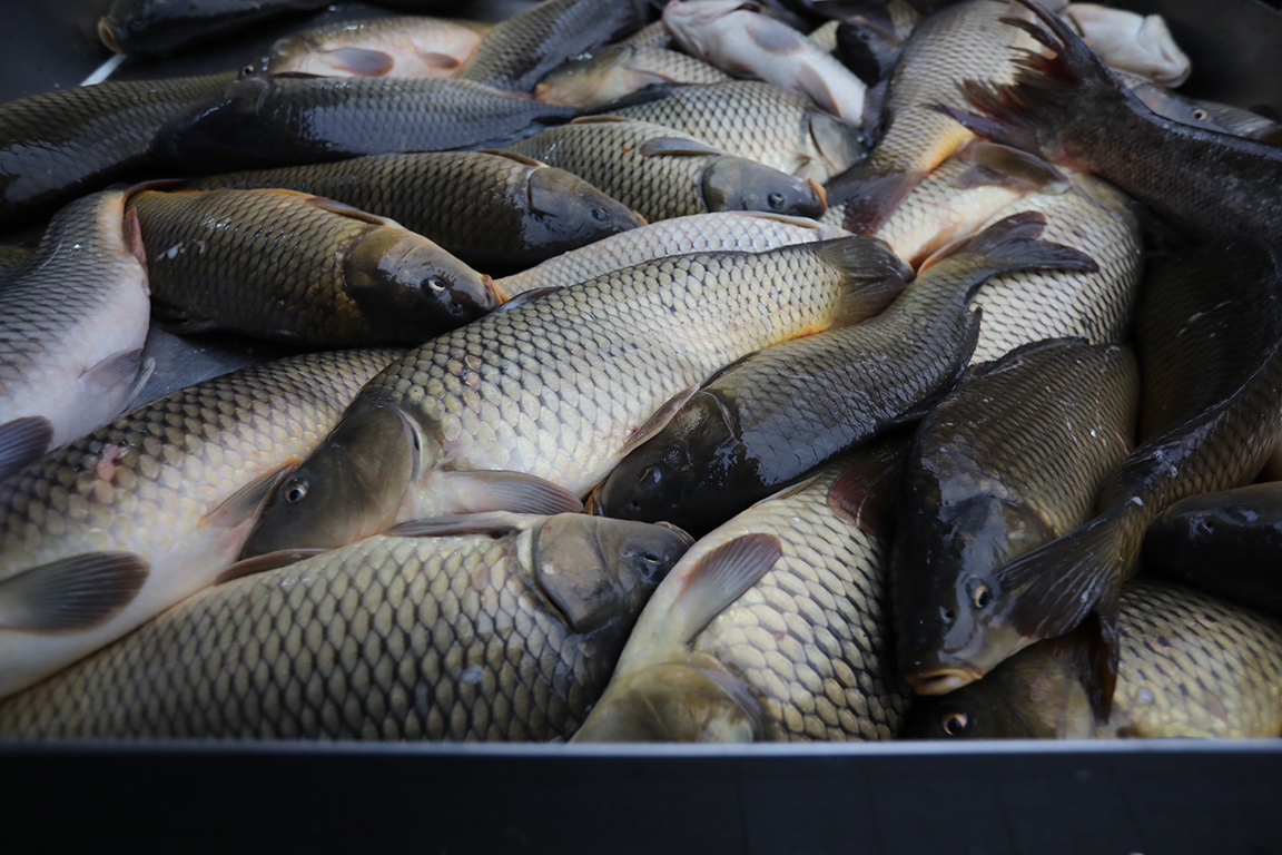 <p>Никулден</p>