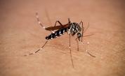 Огнища на нелечима болест, пренасяна от комари, в четири държави
