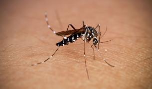 Огнища на нелечима болест, пренасяна от комари, в четири държави