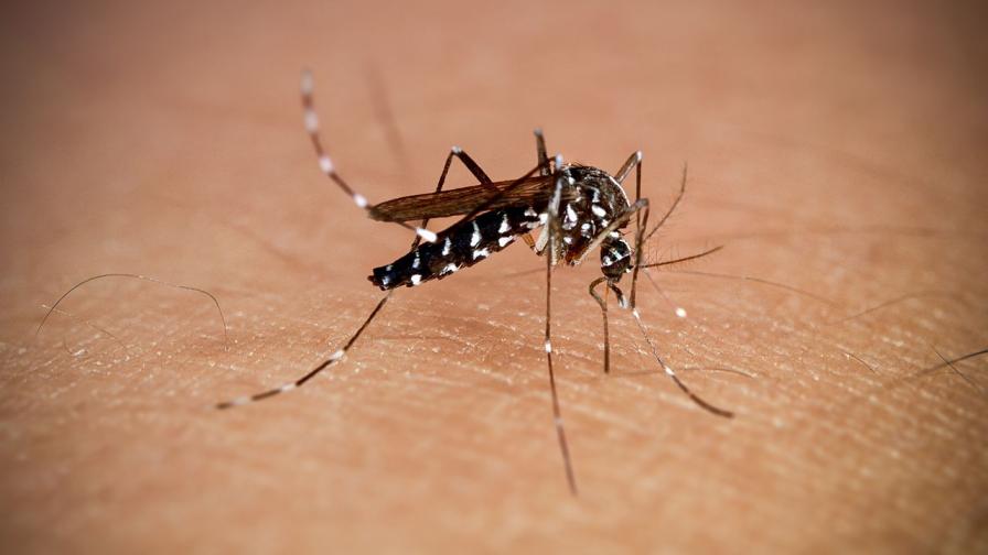 Огнища на нелечима болест, пренасяна от комари, в четири държави