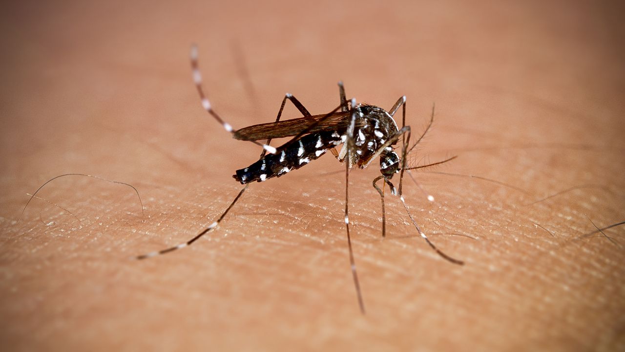 Огнища на нелечима болест, пренасяна от комари, в четири държави