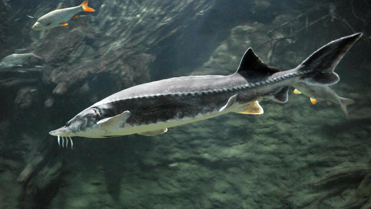 Забрана за улов на есетри