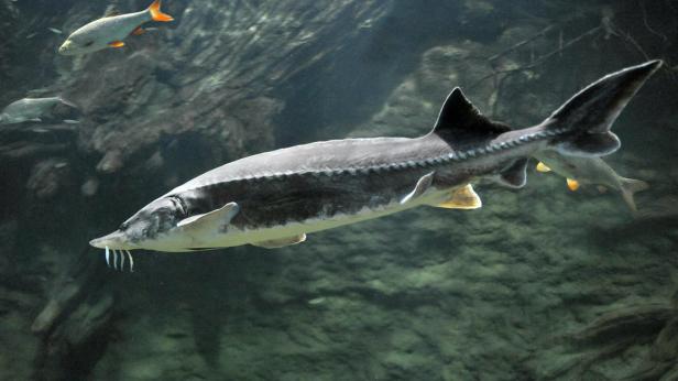 Безсрочна забрана за улов на есетри