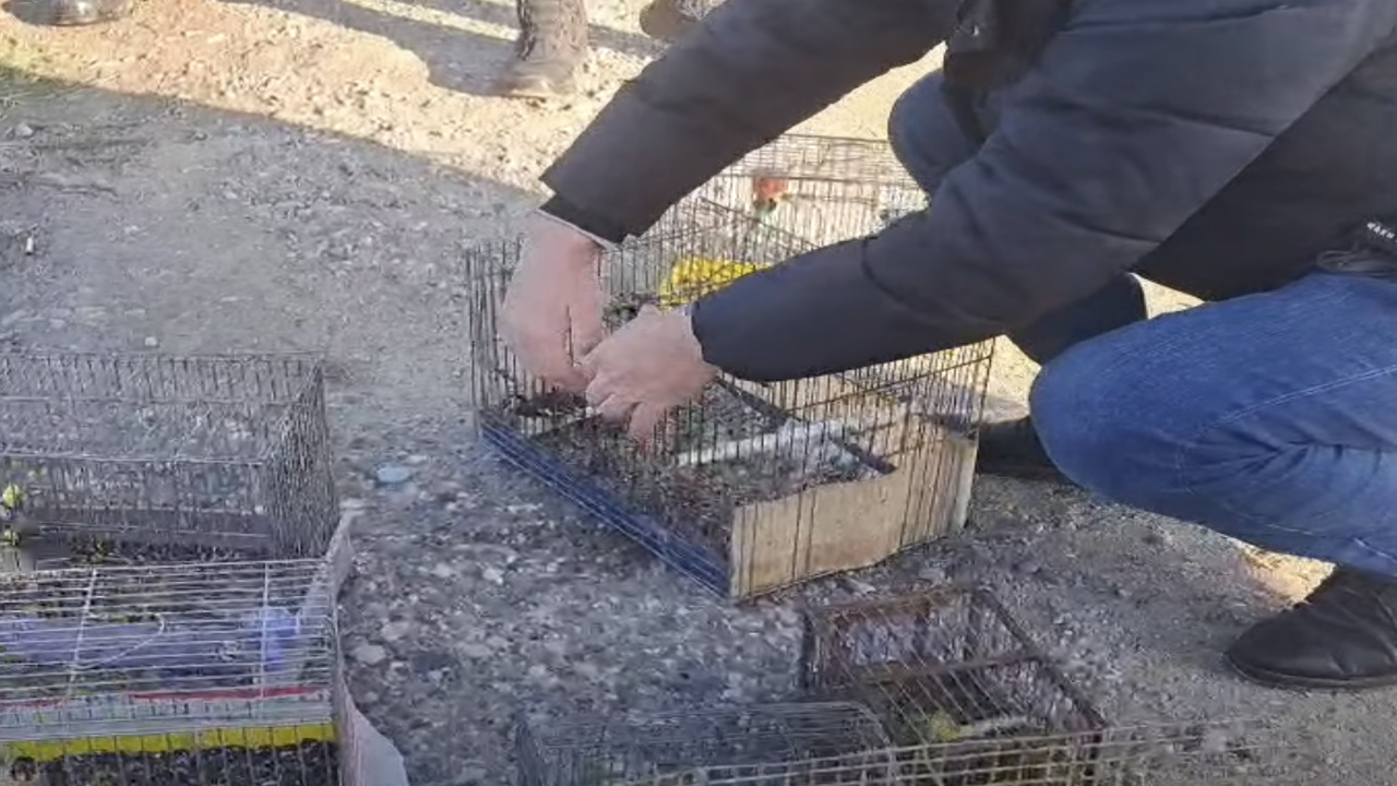 Пуснаха на свобода спасени при незаконна търговия птици