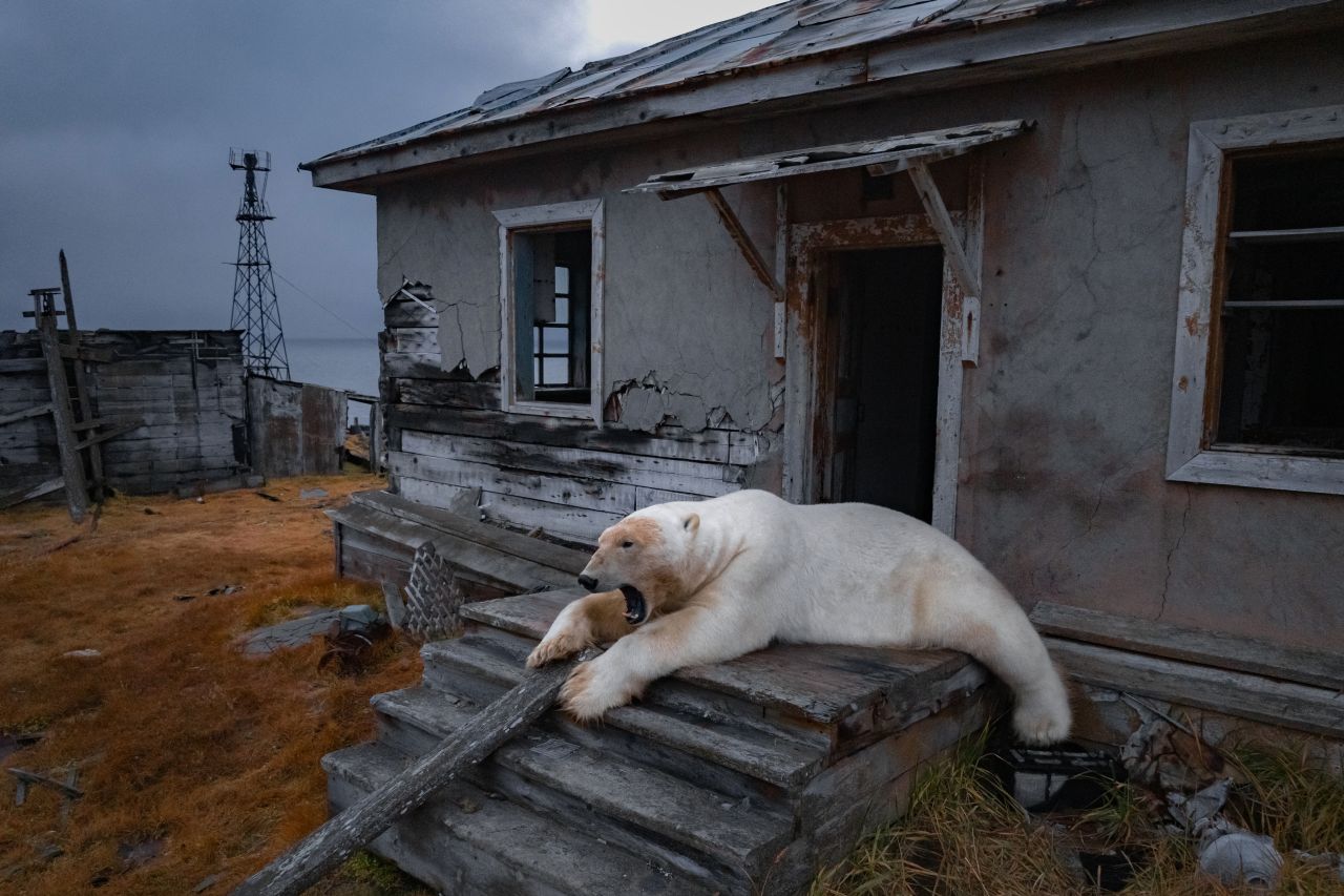 <p>Полярна мечка си почива на стълбите на изоставена изследователска станция на остров Колучин край Чукотка, Русия, 18 септември 2025 г.&nbsp;</p>