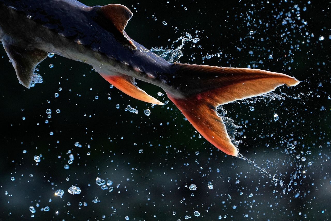 <p>Мощната опашка на есетра изтласква рибата във въздуха на 23 юли 2025 г. в Огъста, Мейн.</p>