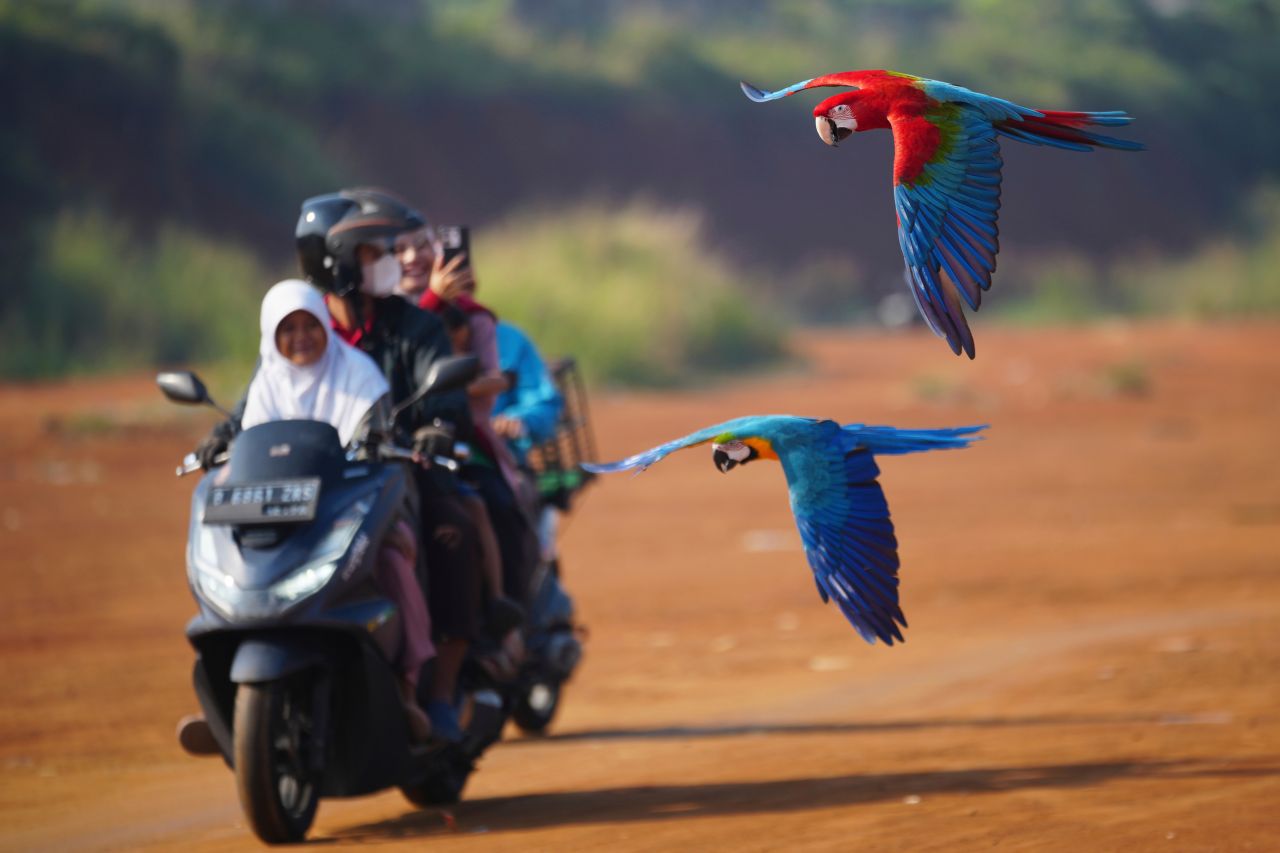 <p>Ара прелитат покрай семейство на скутер по време на тренировка за птиците на поле в Депок, Индонезия, близо до Джакарта, на 16 август 2025 г.</p>