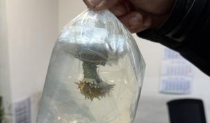 <p>Екзотични морски животни спрени на "Капитан Андреево"</p>