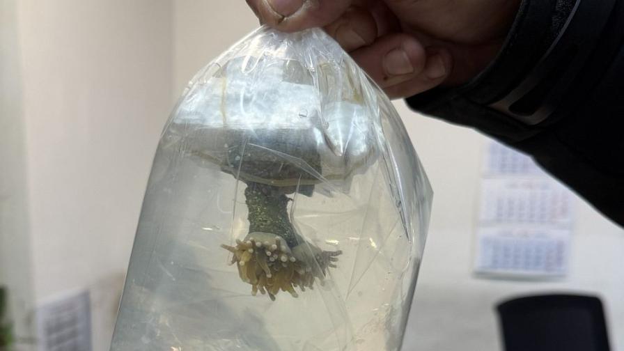 <p>Екзотични морски животни спрени на "Капитан Андреево"</p>