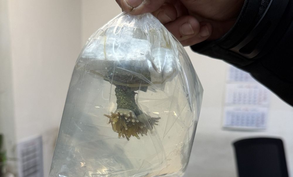 Живи корали с природозащитен статут хванати на "Капитан Андреево"