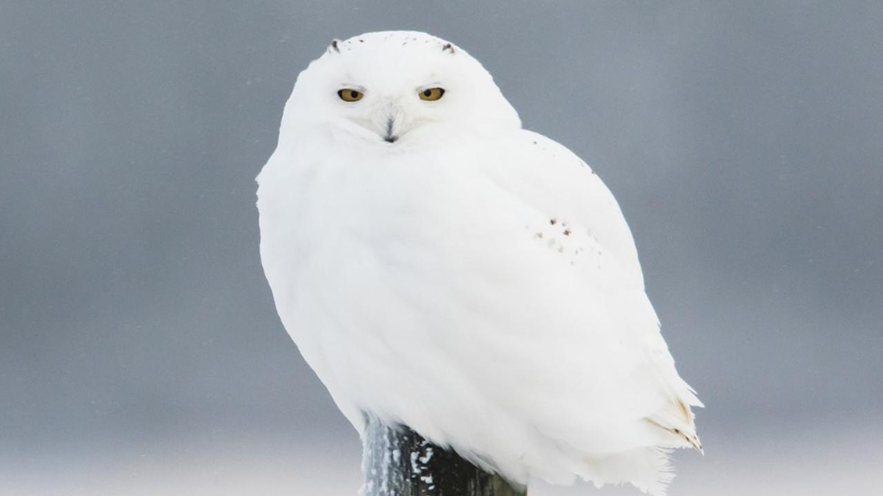 Полярна сова