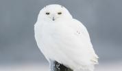 Полярна сова