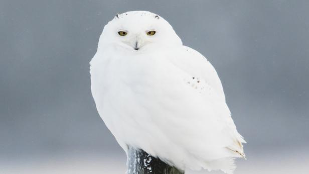 Обявиха полярната сова за изчезнал вид в Швеция