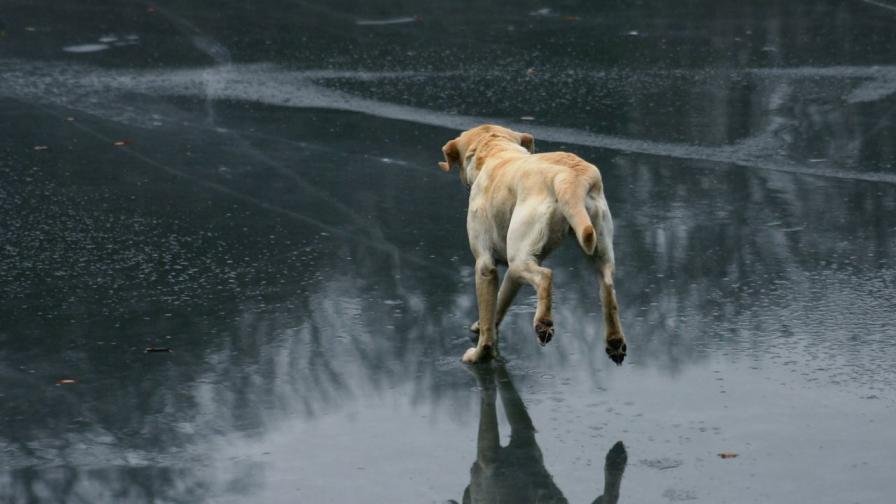 Полицай спаси куче от замръзнало езеро (ВИДЕО/СНИМКИ)