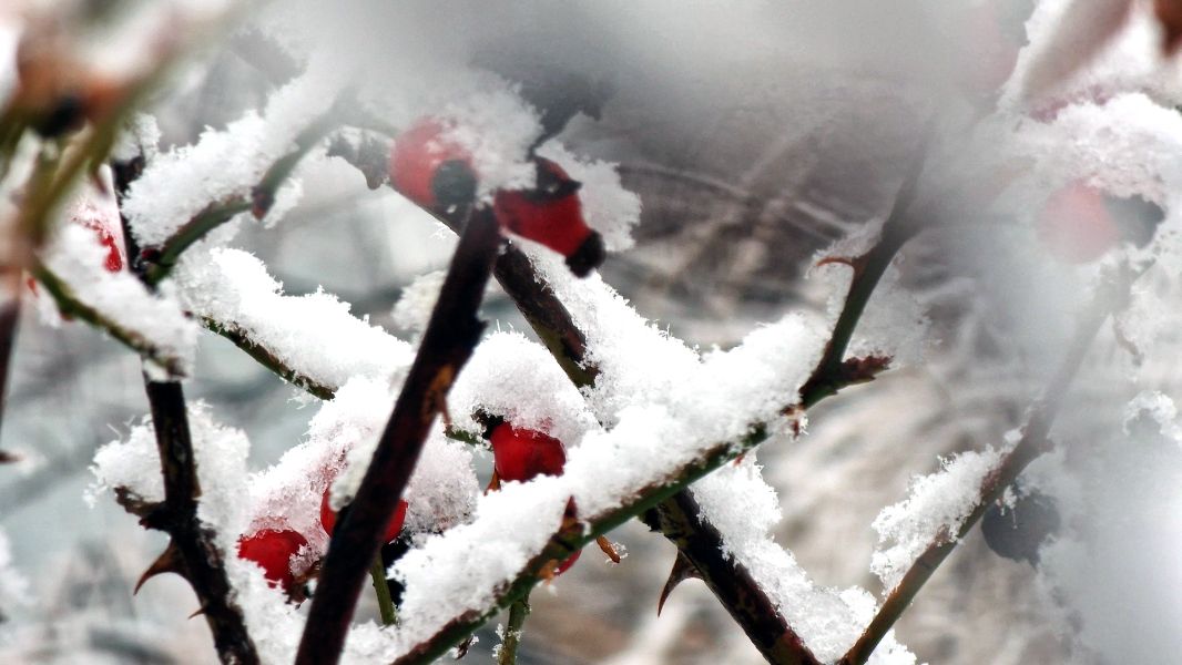 <p>Коледен сняг покри части от България - гледки от празничния ден</p>