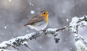 Времето се обръща: Сняг и студ през новата седмица