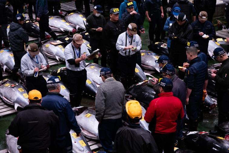 Търг за риба тон в Япония