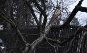 Огромно дърво рухна край детска градина в София