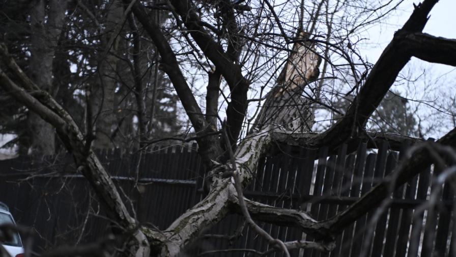 Огромно дърво рухна край детска градина в София